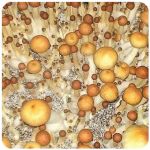Псилоцибиновые (галлюциногенные)  грибы Psilocybin "Golden Teacher" в Павловской